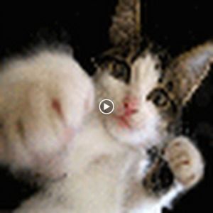 Meet your Posher, Abbi